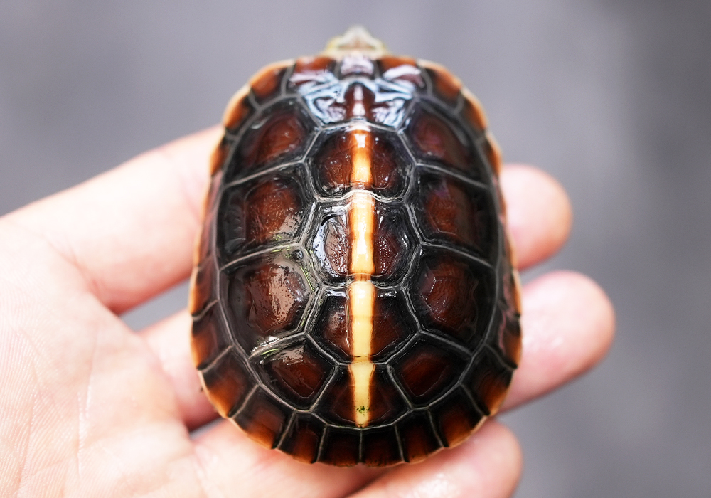 セマルハコガメ ５月２５日分 ③ 有精卵１個 オス狙い（カメ、亀、ガメ）中で動いてます - 両生類