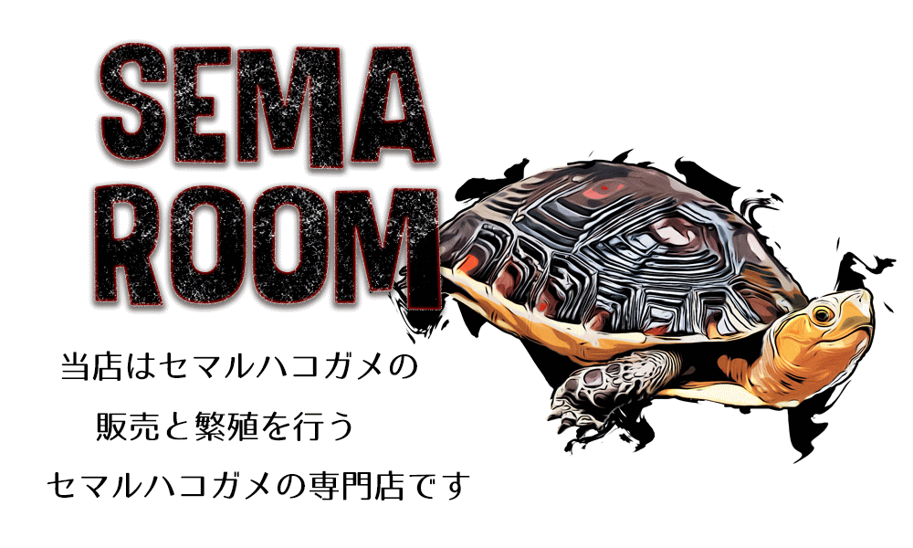 販売個体10/semaroom/セマルーム/セマルハコガメ/チュウゴクセマルハコガメ/中国セマルハコガメ/セマルハコガメ販売/チュウゴクセマルハコガメ 販売/中国セマルハコガメ販売/セマルハコガメ繁殖/セマルハコガメ買取